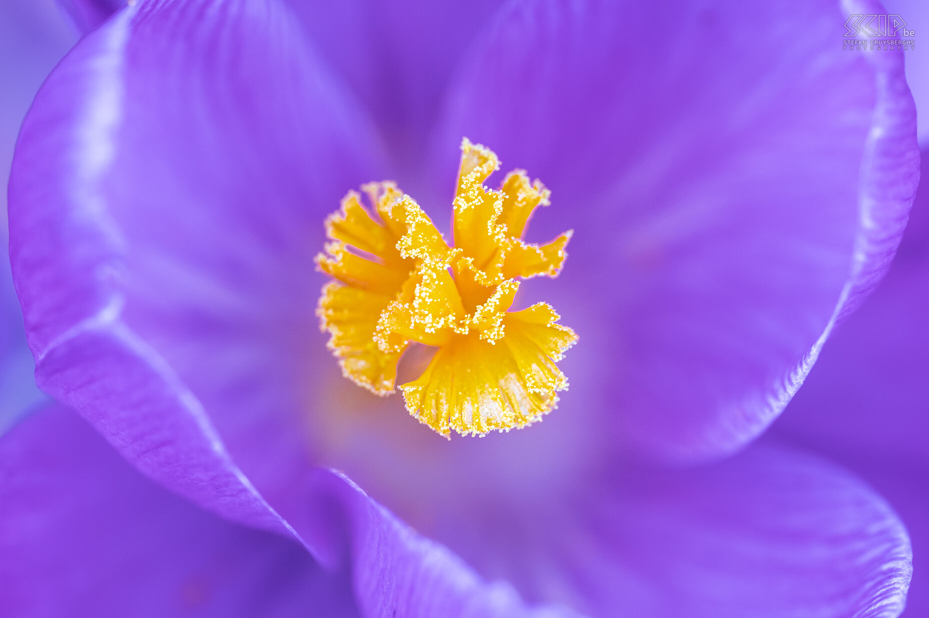 Crocuses Spring is finally here. The first crocuses appear in our garden in Scherpenheuvel... Stefan Cruysberghs